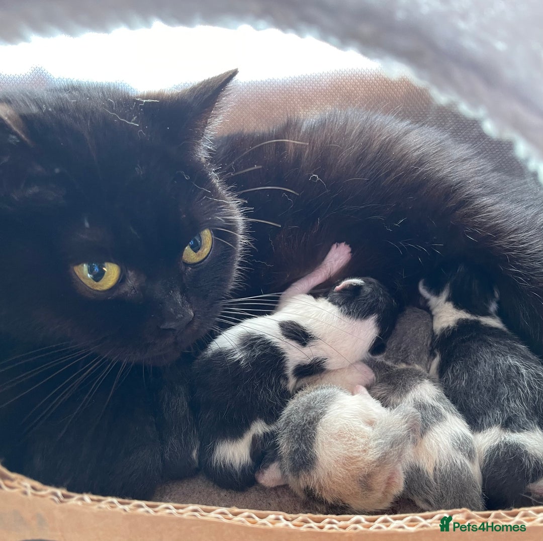 British Shorthair cats for sale: GCCF Pedigree Kittens - Castrated and ready now - Advert 6