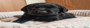 Springador 7