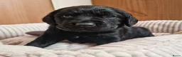 Springador dogs for sale: BEAUTIFUL SPRINGADOR PUPPIES - Advert 20