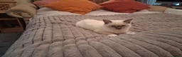 Ragdoll cats for sale: 3 boys  - Advert 3