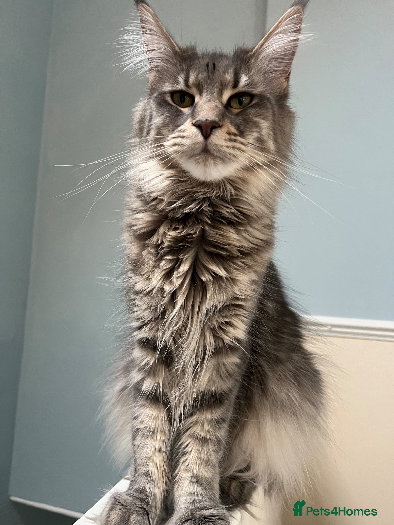 Maine Coon cats TICA (Active)  Russian WC Maine Coon Kittens - Advert 1