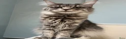 Maine Coon cats for sale: World Champion lineage TICA kittens - Advert 5