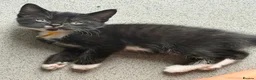 Mixed Breed cats for sale: Beautiful fluffy friendly babies - Advert 7