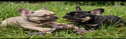 French Bulldog dogs for sale: 2 STUNNING FRENCHIES LEFT - Advert 5