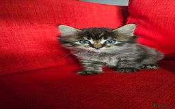 Domestic Shorthair cats for sale: Male and female  - Image 1