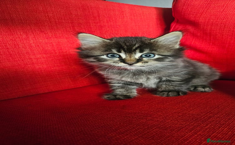 Domestic Shorthair cats - Advert 2
