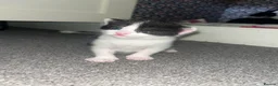 Mixed Breed cats for sale: Mixed breed female kittens  - Advert 8