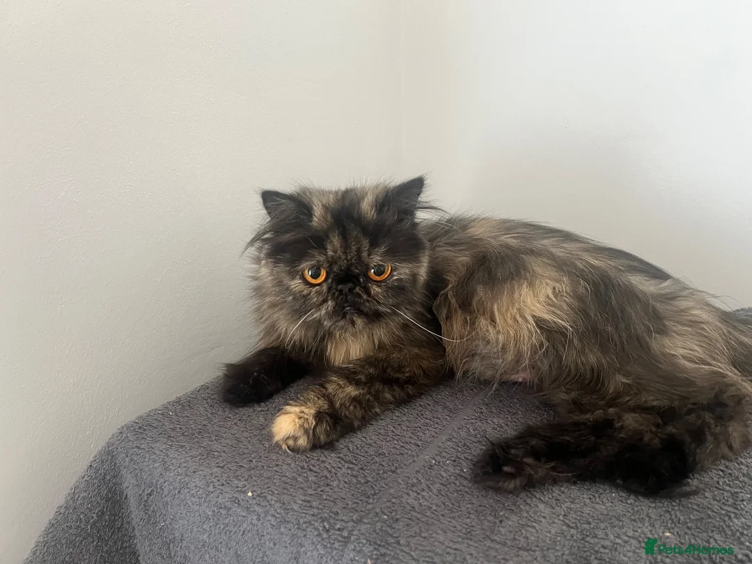 Persian cats for sale: Registered Persian Kittens – Blue & Red - Advert 1