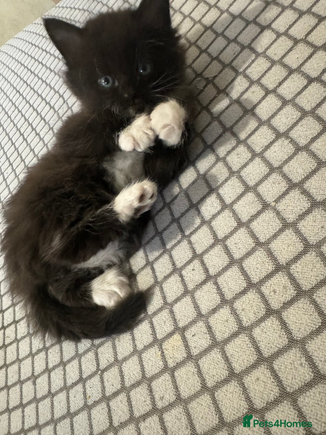 Mixed Breed cats for sale: Half British short haired  - Advert 2