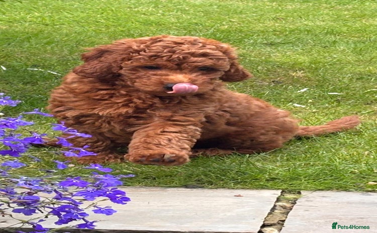 Irish Doodle dogs - Advert 3