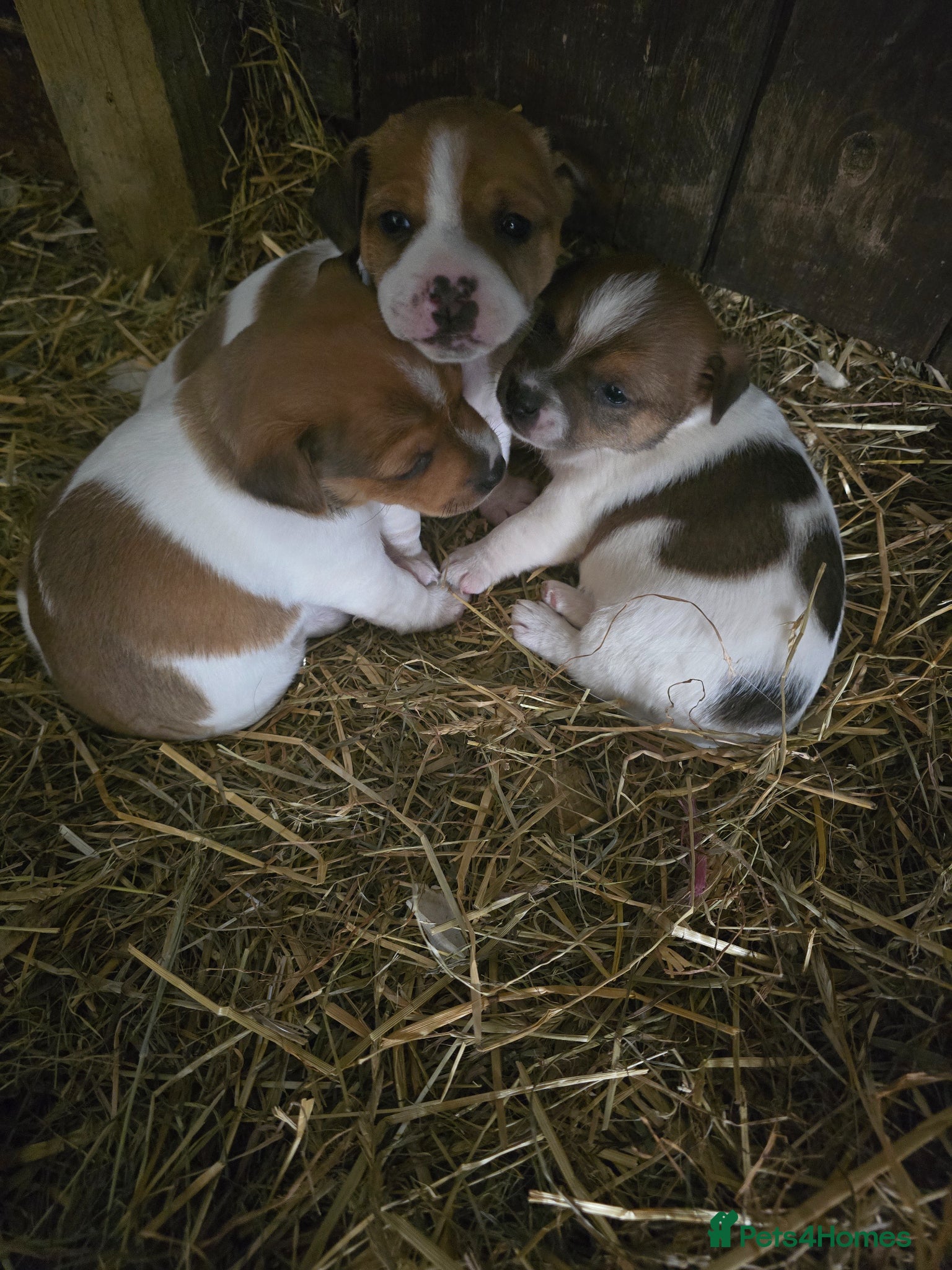 Jack Russell dogs Two beautiful working jack russell puppies  - Advert 3
