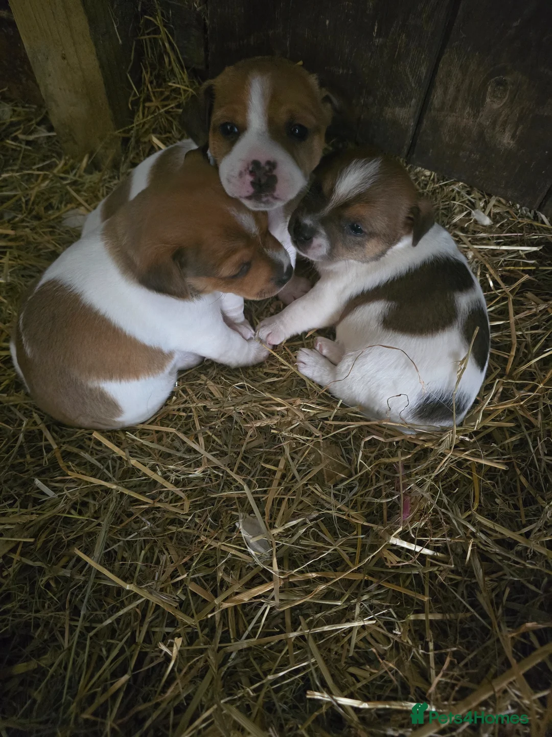 Jack Russell dogs for sale: Two beautiful working jack russell puppies  in Evesham - Advert 1