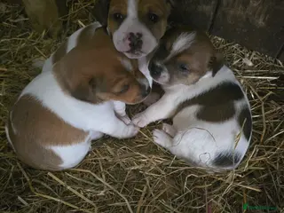 Jack Russell dogs Two beautiful working jack russell puppies - Advert 15
