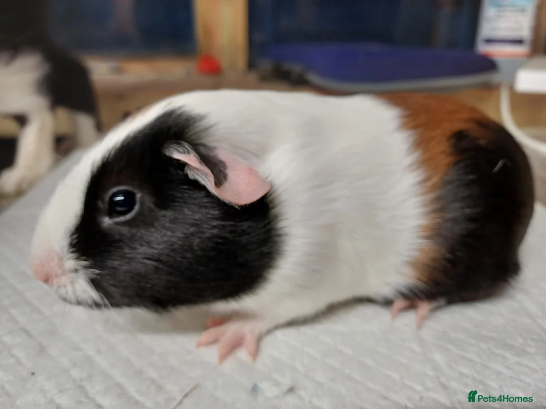 Guinea Pig rodents for sale: Female baby guinea pigs - Advert 2