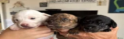 Miniature Dachshund dogs for sale: Stunning mini Dachshunds.PRA & BVA clear parents  - Advert 12