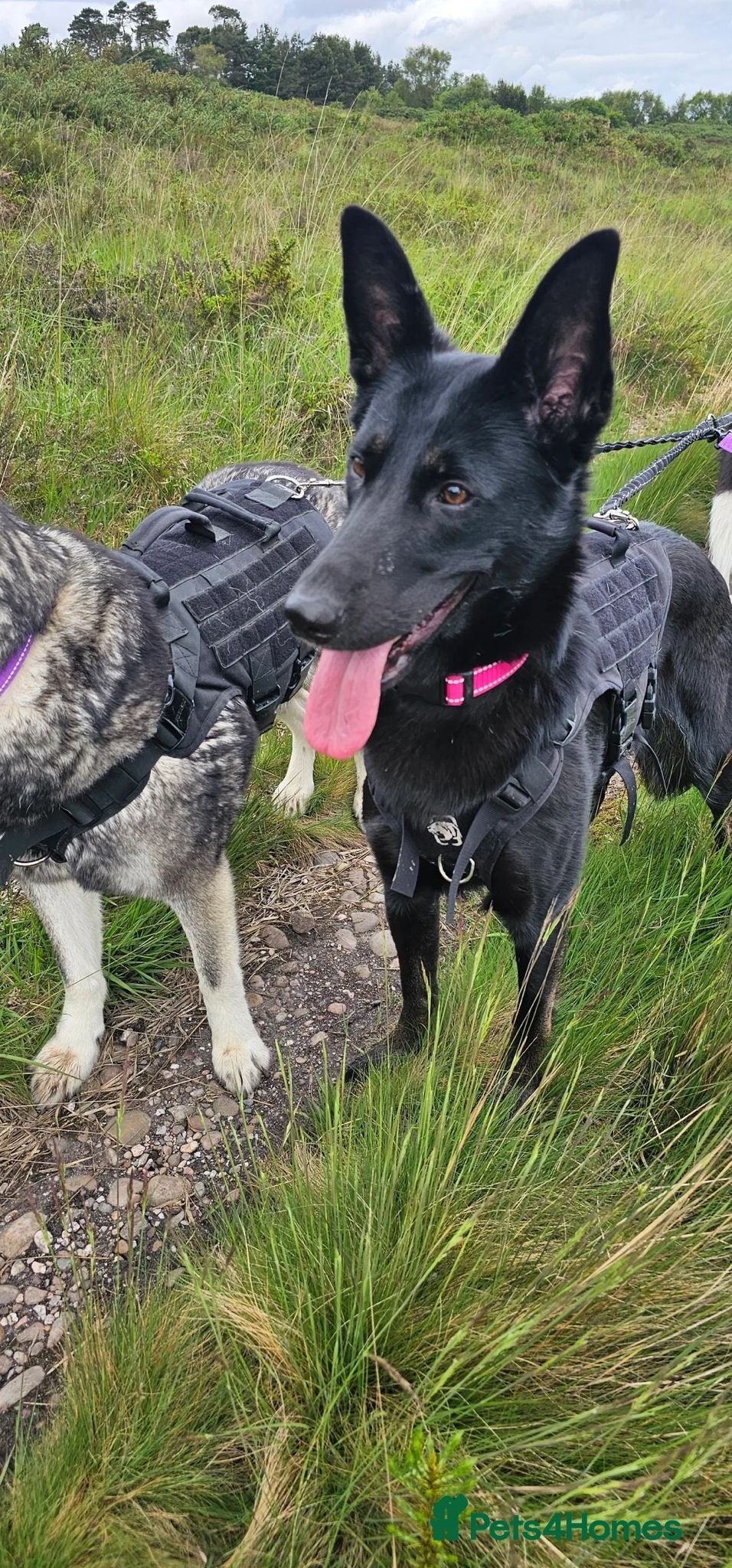 Mixed Breed dogs Belgium mix  - Advert 1