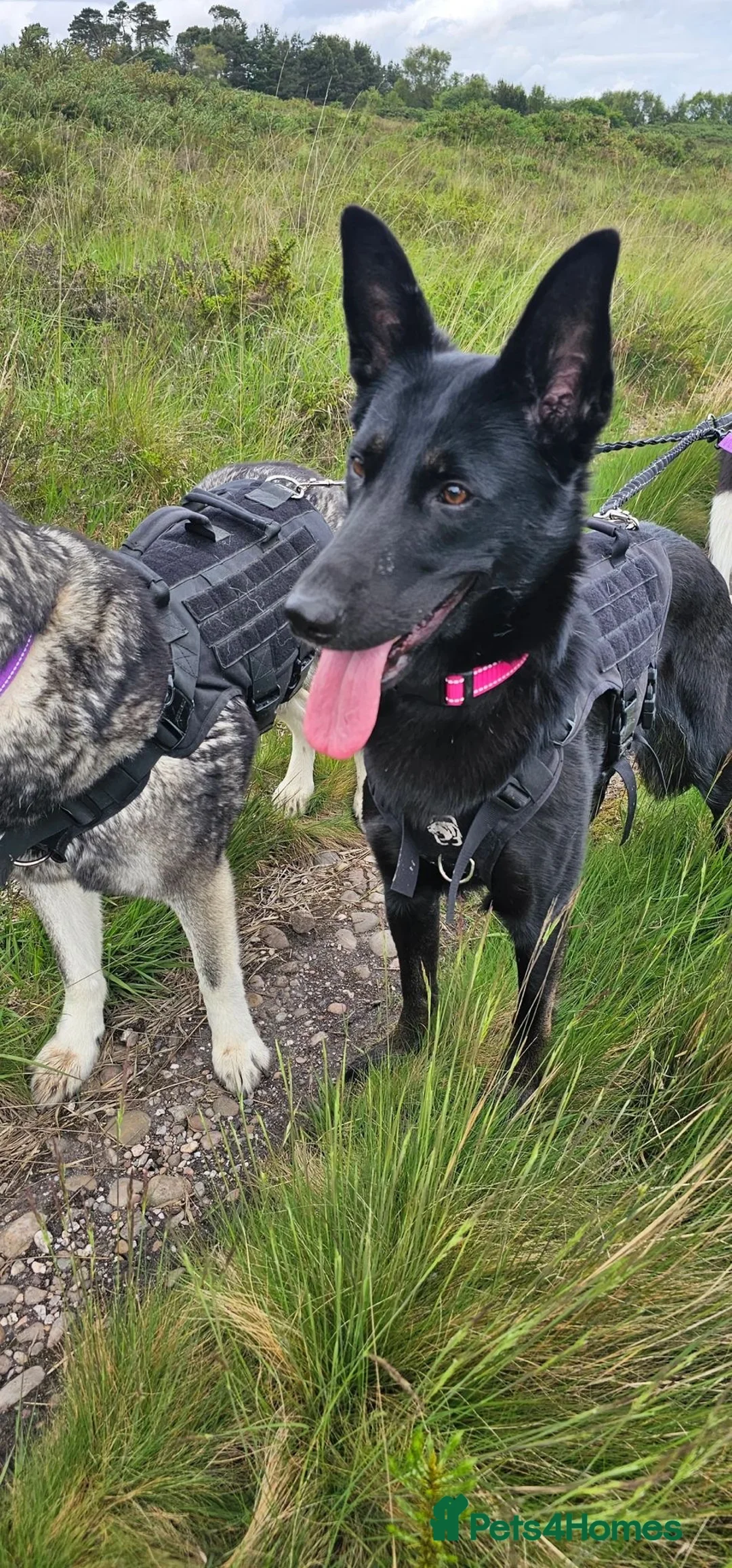 Mixed Breed dogs for sale: Belgium mix  - Advert 1