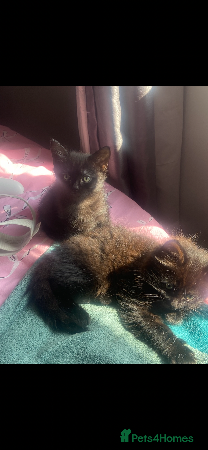 Mixed Breed cats for sale: Two beautiful kittens 1 male 1 female for sale - Advert 1