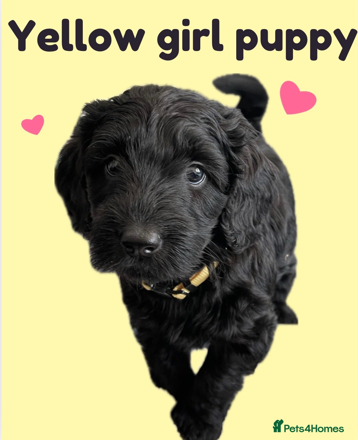 Labradoodle dogs ⭐️Miniature Multigen Labradoodle Puppies⭐️ - Advert 4