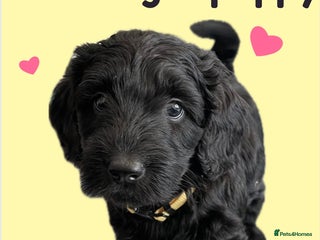 Labradoodle dogs ⭐️Miniature Multigen Labradoodle Puppies⭐️ - Advert 4