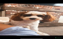 Cavapoo dogs for sale: Nellie - 1 Year 1 month  - Advert 3