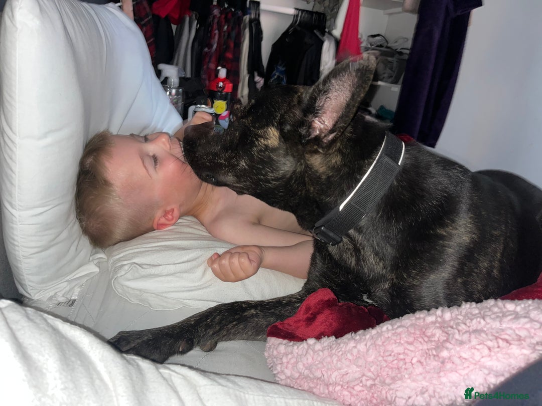 Mixed Breed dogs for sale: Bear - Staffy X German Shepherd - Image 20