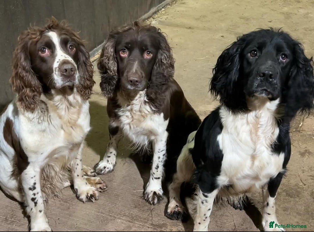 English Springer Spaniel dogs for sale: Springer Spaniel Puppies for sale  - Image 21