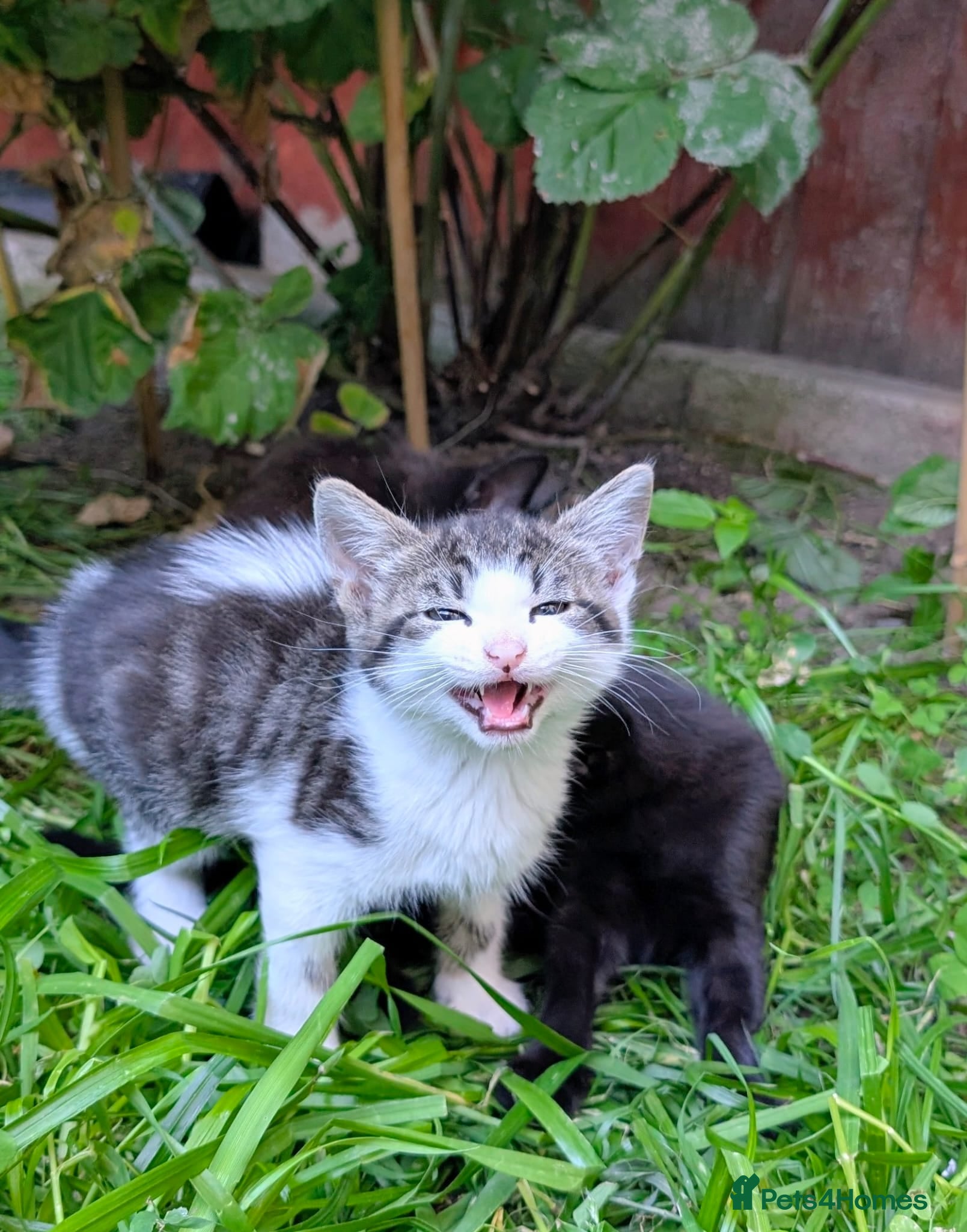 Mixed Breed cats Lovely, healthy, playful kittens - Advert 16