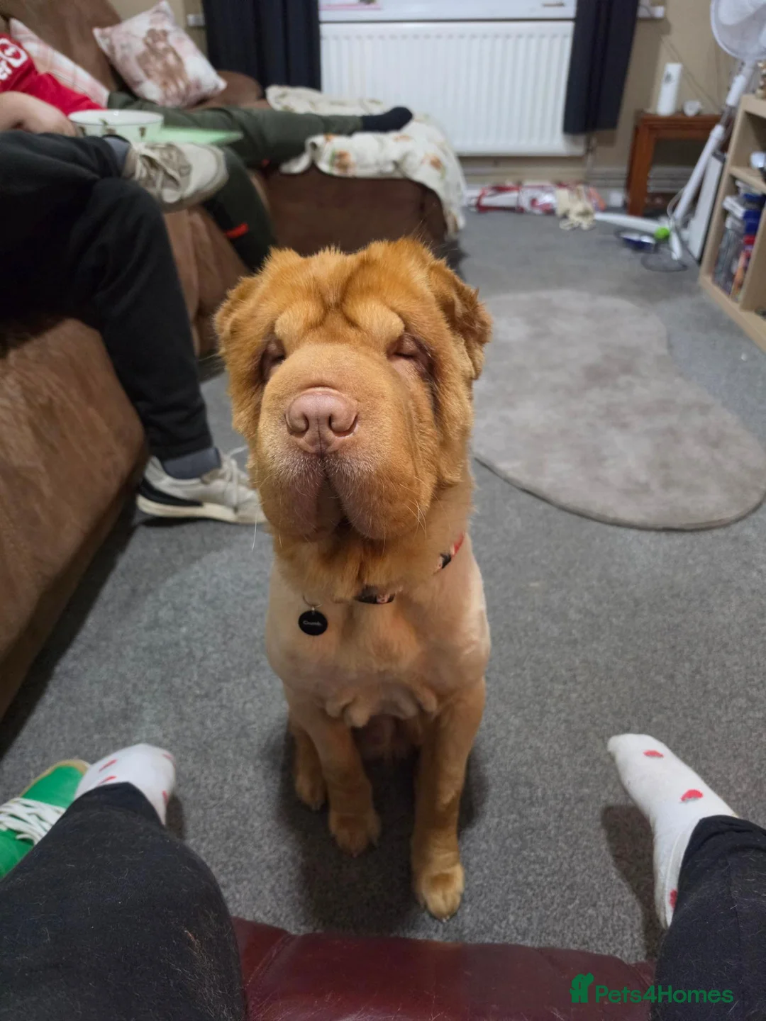 Shar Pei dogs for sale: Teddy bear coat apricot sharpei  in Gosport - Advert 4