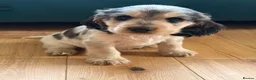 Cocker Spaniel dogs for sale: Show cocker spaniels  - Advert 11