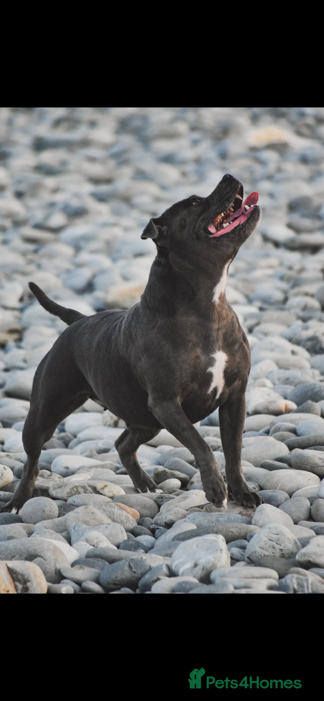 Staffordshire Bull Terrier dogs for sale: ONE GORGEOUS PURE BLUE BOY AVAILABLE  - Advert 9