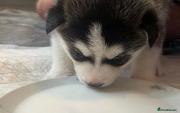 Siberian Husky dogs for sale: Gorgeous Husky puppies - Image 15