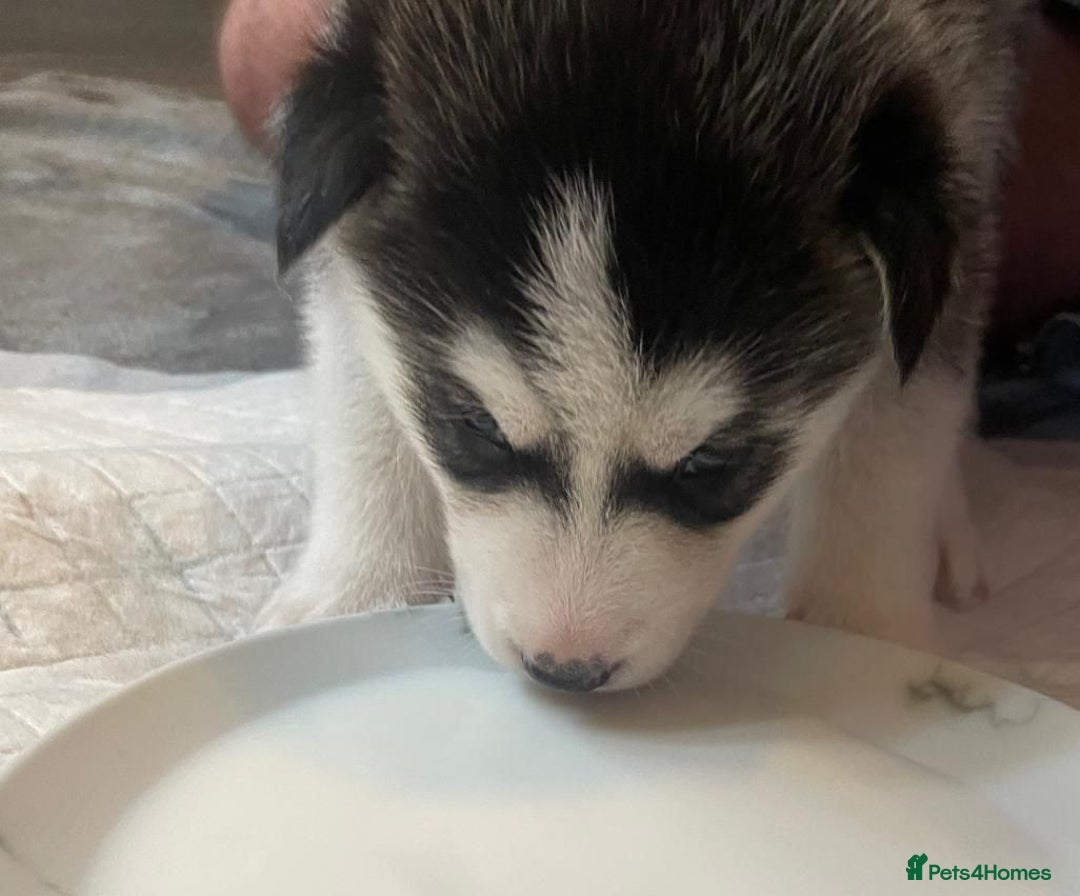 Siberian Husky dogs for sale: Gorgeous Husky puppies - Image 15