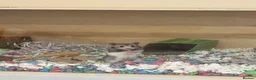 Hamster rodents for sale: Female hamster - Advert 4
