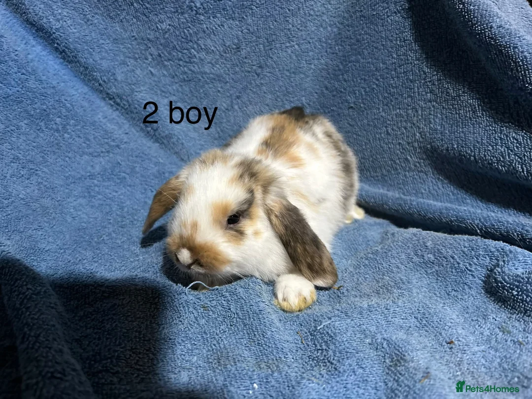 Dwarf Lop rabbits for sale: Dwarf lop baby rabbits - Advert 2