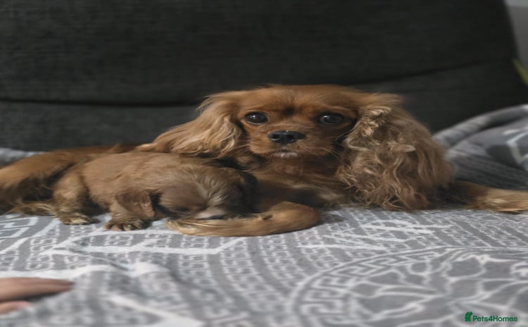 Cavalier King Charles Spaniel dogs - Advert 1