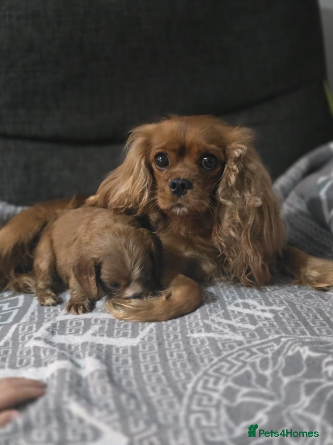 Cavalier King Charles Spaniel dogs for sale: Cavalier King Charles Spaniel - Image 4