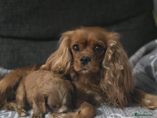 Cavalier King Charles Spaniel dogs - Advert 3