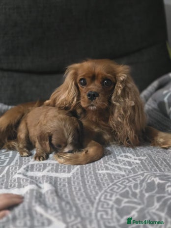 Cavalier King Charles Spaniel dogs - Advert 1