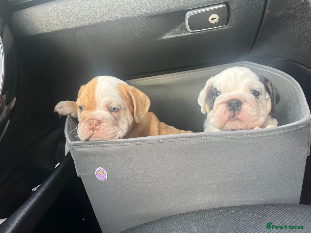 English Bulldog dogs for sale: Dwkc registered mearle pups - Advert 1