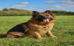 German Shepherd dogs for sale: Retired home needed for a GSD health tested female - Image 6