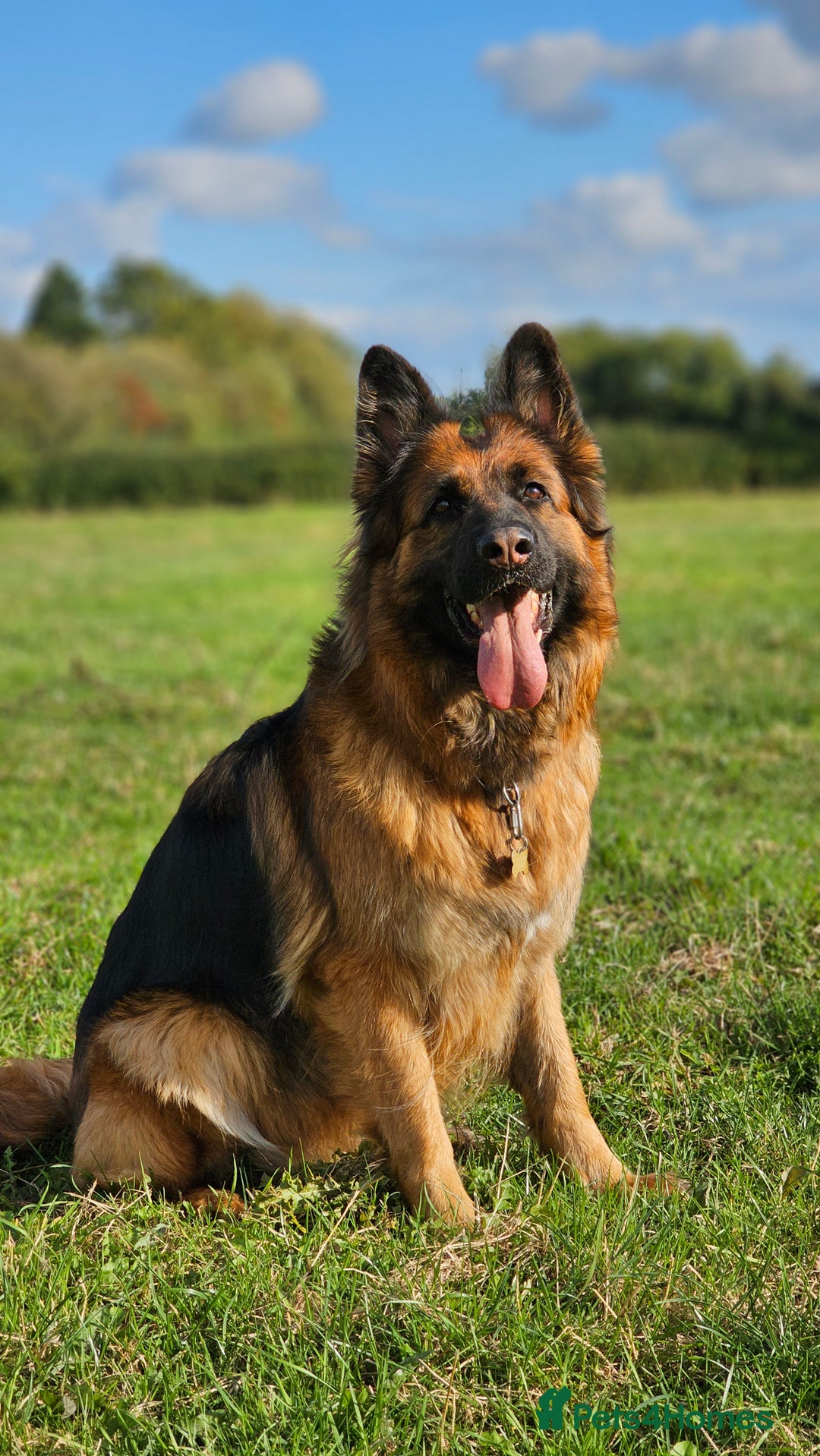 German Shepherd dogs for sale: Retired home needed for a GSD health tested female - Image 6