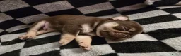 Pug dogs for sale: Kc registered Pug puppies  - Advert 1