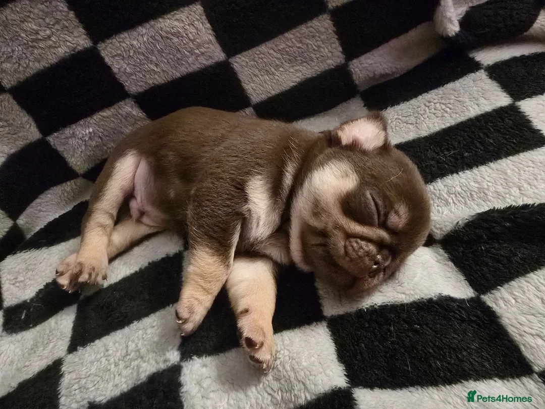 Pug dogs for sale: Kc registered Pug puppies  - Advert 1