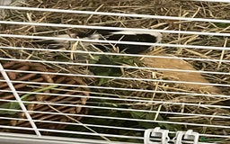 Guinea Pig rodents for sale: 2 male guinea pigs and indoor cage  - Image 6
