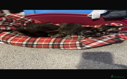 Mixed Breed cats for sale: Beautiful Kittens  - Image 1