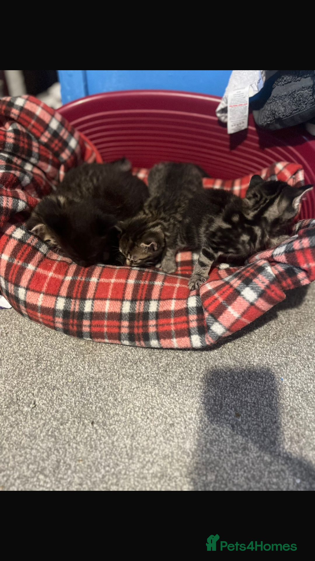 Mixed Breed cats for sale: Beautiful Kittens  - Image 1