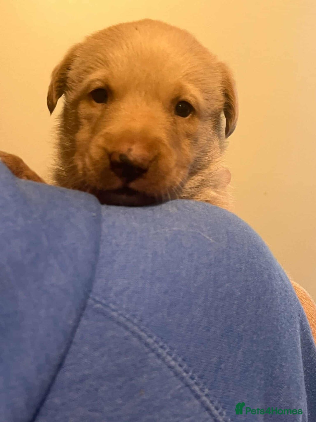 Labrador Retriever dogs for sale: Working Pedigree Yellow Lab pups champion lines - Advert 9