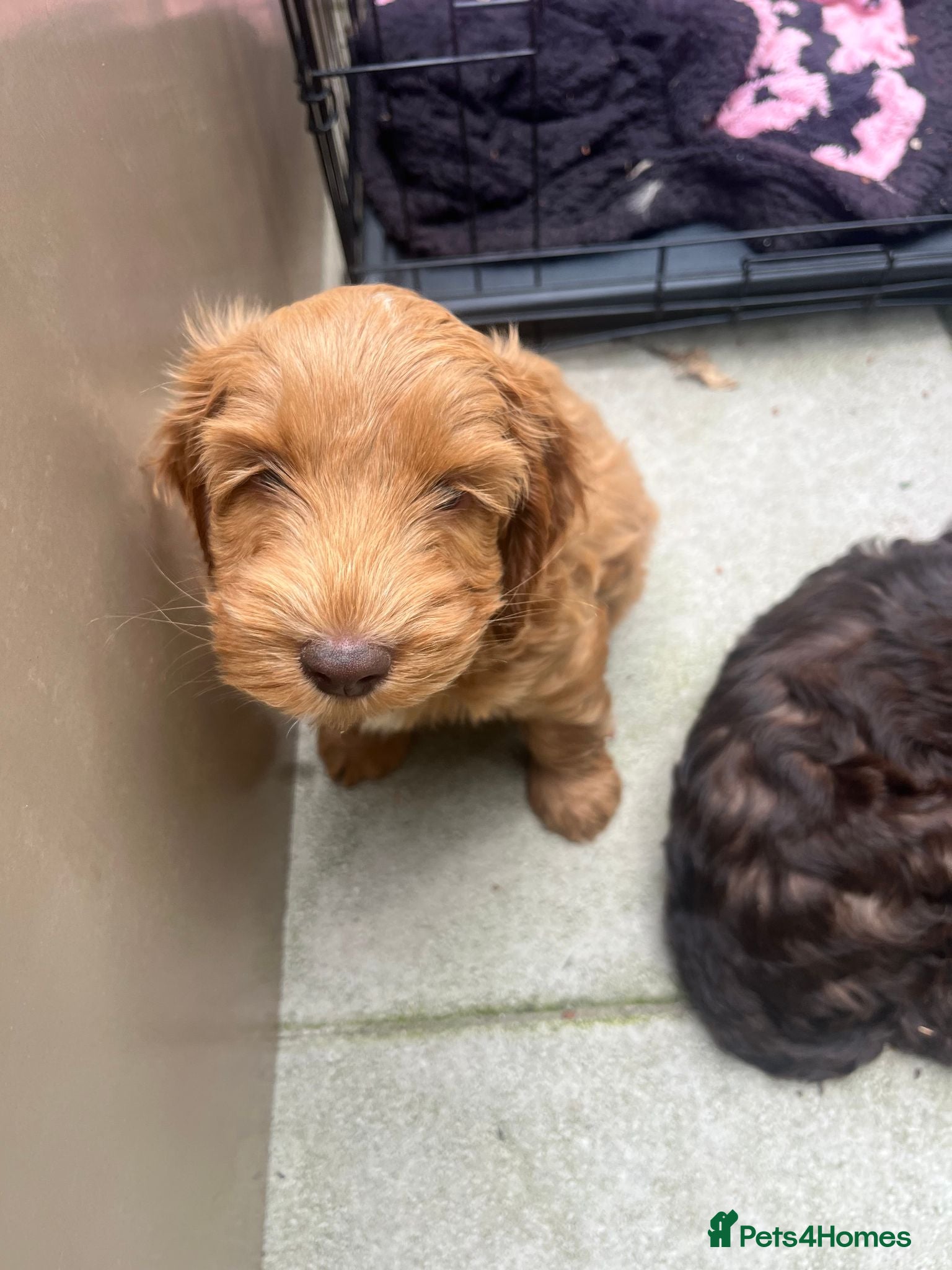 Cockapoo dogs F2 Cockapoo red boy READY TO GO ON FRIDAY! - Advert 16