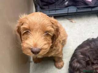 Cockapoo dogs F2 Cockapoo red boy READY TO GO ON FRIDAY! - Advert 3